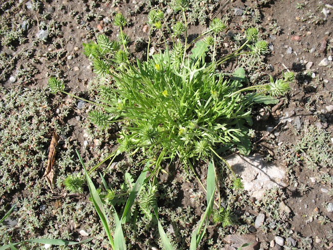 Tribulus terrestris