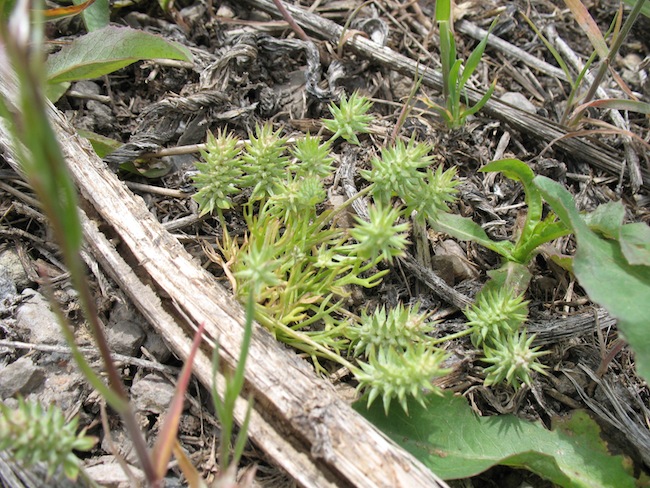 Weed photo of: Tribulus terrestris