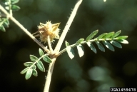 Weed photo of: Tribulus terrestris