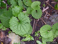 Weed photo of: Alliaria petiole