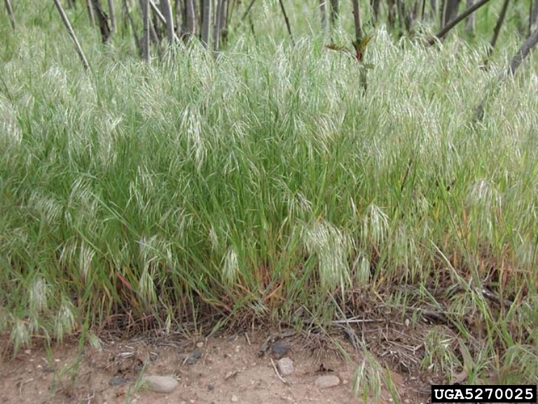 Bromus tectorum