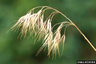 Weed photo of: Bromus tectorum
