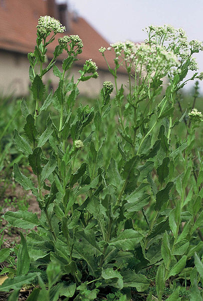 Lepidium draba