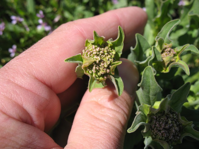 Weed photo of: Lepidium draba