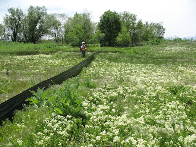 Weed photo of: Lepidium draba