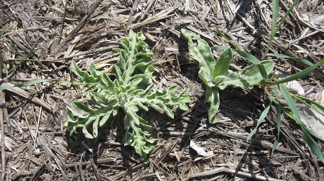 Weed photo of: Lepidium draba