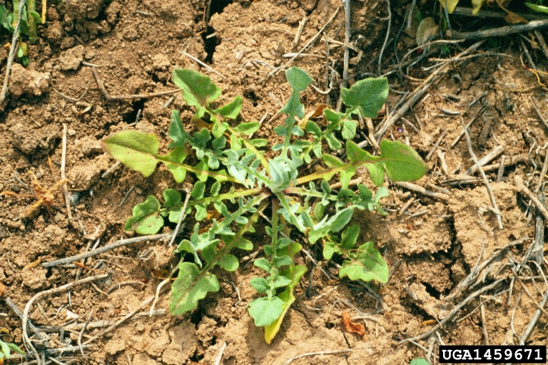 Weed photo of: Centaurea solstitialis