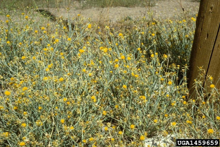 Weed photo of: Centaurea solstitialis