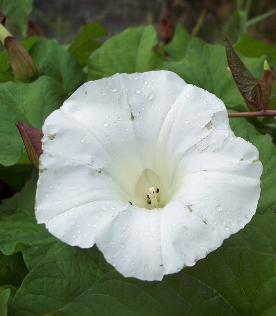 Convolvulus arvensis