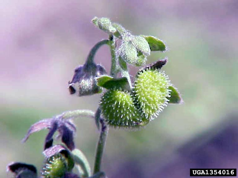 Weed photo of: Cynoglossum officinale