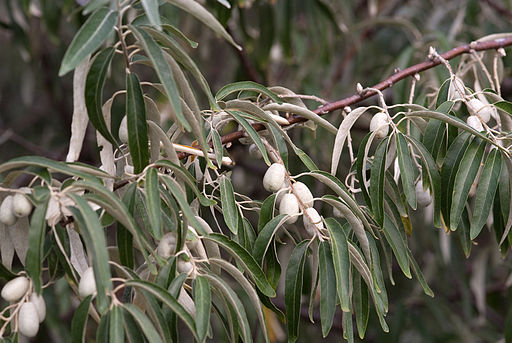 Elaeagnus angustifolia