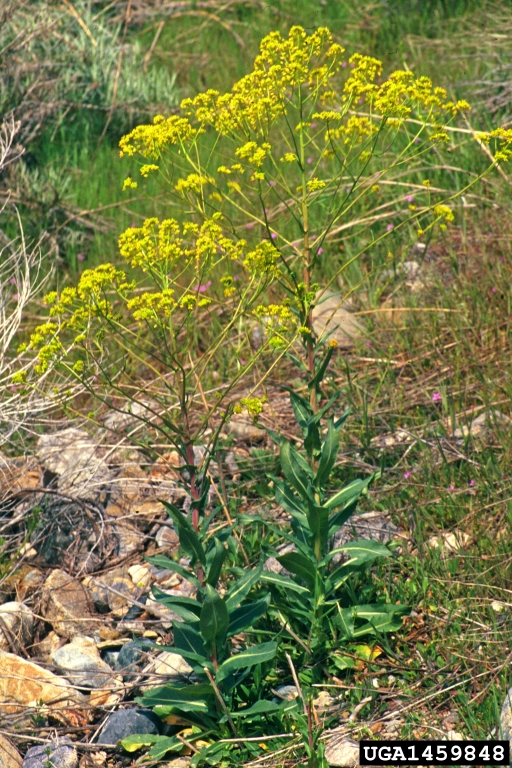 Isatis tinctoria
