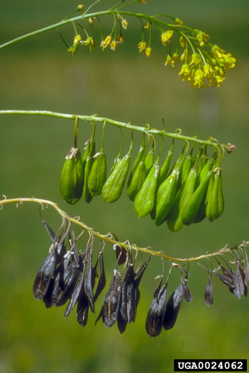 Weed photo of: Isatis tinctoria